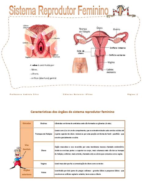 Vagina: características, sistema reprodutor feminino